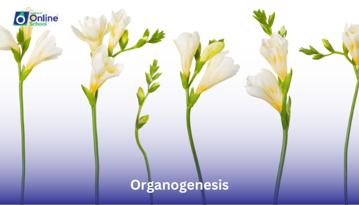 Lesson 06: Definition of Organogenesis